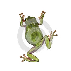 Green tree frog on white background