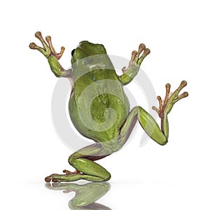 Green tree frog on white background