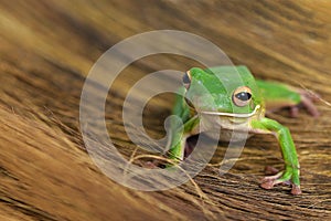 Green tree frog white lips