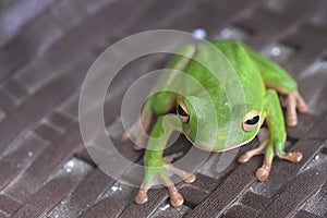 Green tree frog white lips