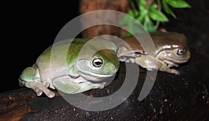 Green Tree Frogs