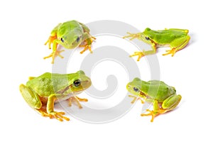 Green tree frogs close up