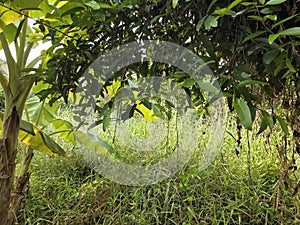 Green tree in garden banana sweetfruit