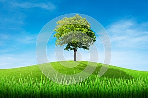Green tree on grass meadow field and little hill with white clouds and blue sky.