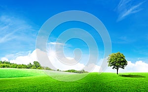 Green tree with grass meadow field and little hill with white clouds and blue sky in summer seasonal.