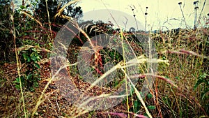 Green tree grass sky landscape