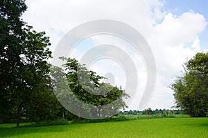 The green tree and green paddy field with blue cloudy sky.