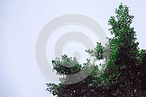 Green tree on a grey sky background