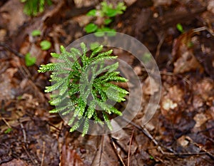 A green tree groundpine on the forest floor.