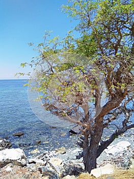 Green tree growing at the beach in combination of stones in Manatuto beach, Timor-Leste. photo