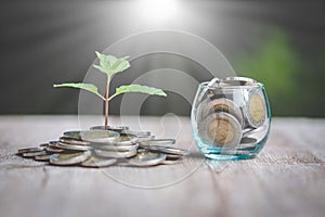 Green tree growing on money coins, ,saving, growth, sustainable development, economic concept, Texture photo with copy space for