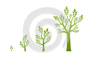 Green tree growth eco concept