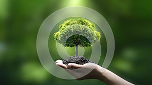 green tree in hand green business idea Finance and investment