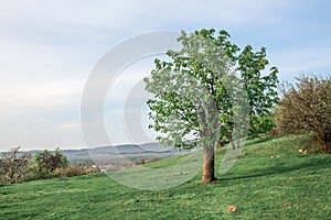 Green tree on a hill with green grass in spring.