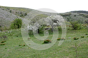 Green tree on a hill in spring, a glade with bright colors, a landscape of Crimea