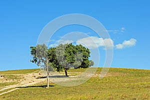 green tree on the hillside