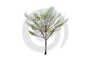 Outdoor of Green tree on isolated, an evergreen leaves plant di cut on white background with clipping path. photo
