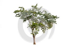 Outdoor of Green tree on isolated, an evergreen leaves plant di cut on white background with clipping path. photo