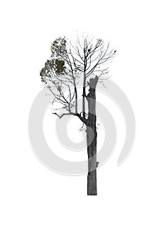 Green tree on isolated, an evergreen leaves plant di cut on white background with clipping path.
