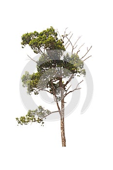 Green tree on isolated, an evergreen leaves plant di cut on white background with clipping path. photo