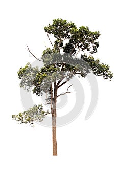 Green tree on isolated, an evergreen leaves plant di cut on white background with clipping path.