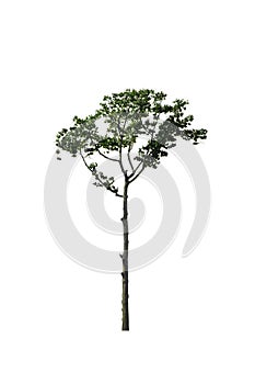 Green tree on isolated, an evergreen leaves plant di cut on white background with clipping path.