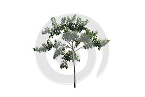 Green tree on isolated, an evergreen leaves plant di cut on white background with clipping path.