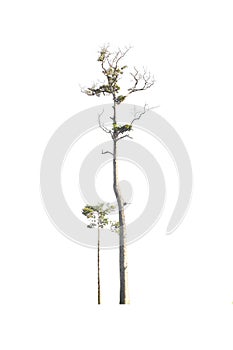 Green tree on isolated, an evergreen leaves plant di cut on white background with clipping path.