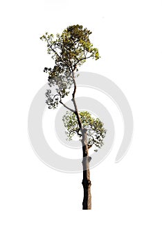 Green tree on isolated, an evergreen leaves plant di cut on white background with clipping path.