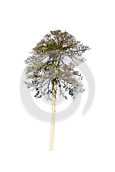 Green tree on isolated, an evergreen leaves plant di cut on white background with clipping path.