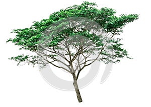 Green tree isolated Samanea