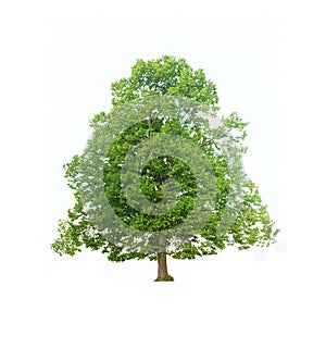 Green Tree isolated on white