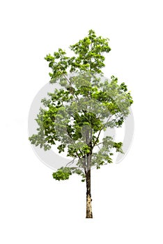 Green Tree isolated on white