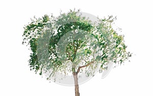 Green tree isolated on white background