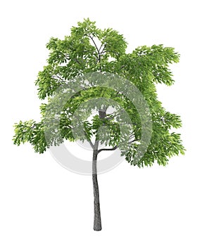 Green tree isolated on white background