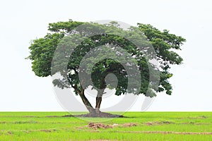 Green tree isolated on white background, Beautiful fresh green deciduous tree isolated on pure white background.