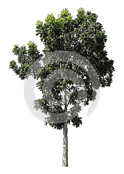 Green tree is isolated on a white background. clipping path