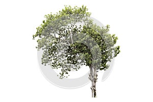 Green tree is isolated on a white background. clipping path