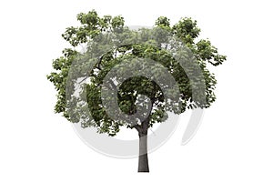 Green tree is isolated on a white background. clipping path