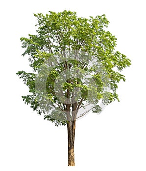 Green tree isolated on white background with clipping path and alpha channel .