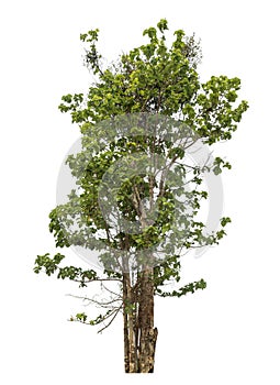 Green tree isolated on white background with clipping path and alpha channel .