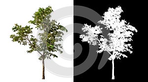 Green tree isolated on white background with clipping path and alpha channel on black background .