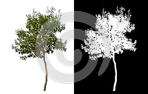 Green tree isolated on white background with clipping path and alpha channel on black background .