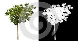 Green tree isolated on white background with clipping path and alpha channel on black background .