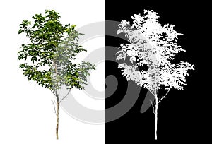 Green tree isolated on white background with clipping path and alpha channel on black background .