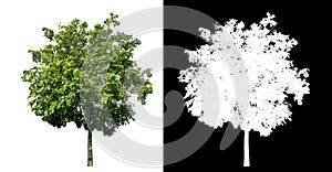 Green tree isolated on white background with clipping path and alpha channel on black background .