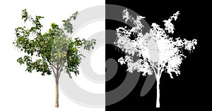 Green tree isolated on white background with clipping path and alpha channel on black background .