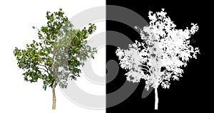 Green tree isolated on white background with clipping path and alpha channel on black background .