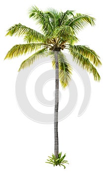 Cut out palm tree. Beach tree. photo