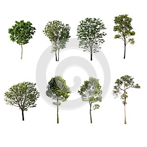 Green Tree at isolated on white background .The collection of trees